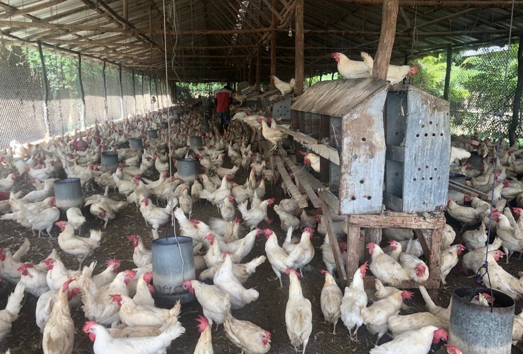Inicia programa de compra de gallinas ponedoras a productores afectados por cierre frontera RD-HAITI