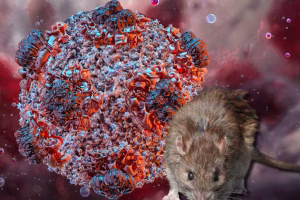 Infectólogo asegura que hantavirus no tiene la capacidad de propagación del COVID-19